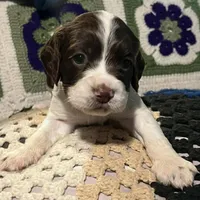 English springer spaniel , a female English Springer Spaniel for sale in Montclair, CA – 1 of 1