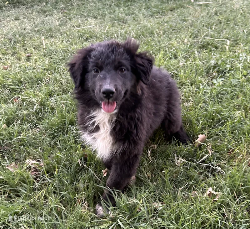 Juliet – Australian Shepherd puppy for sale in Queen Creek, AZ