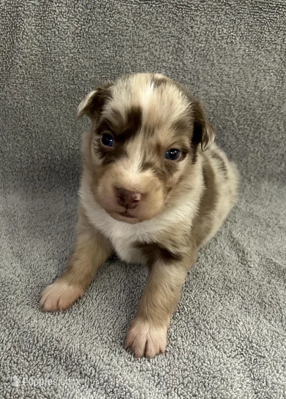 Sierra – Australian Shepherd puppy for sale in Queen Creek, AZ
