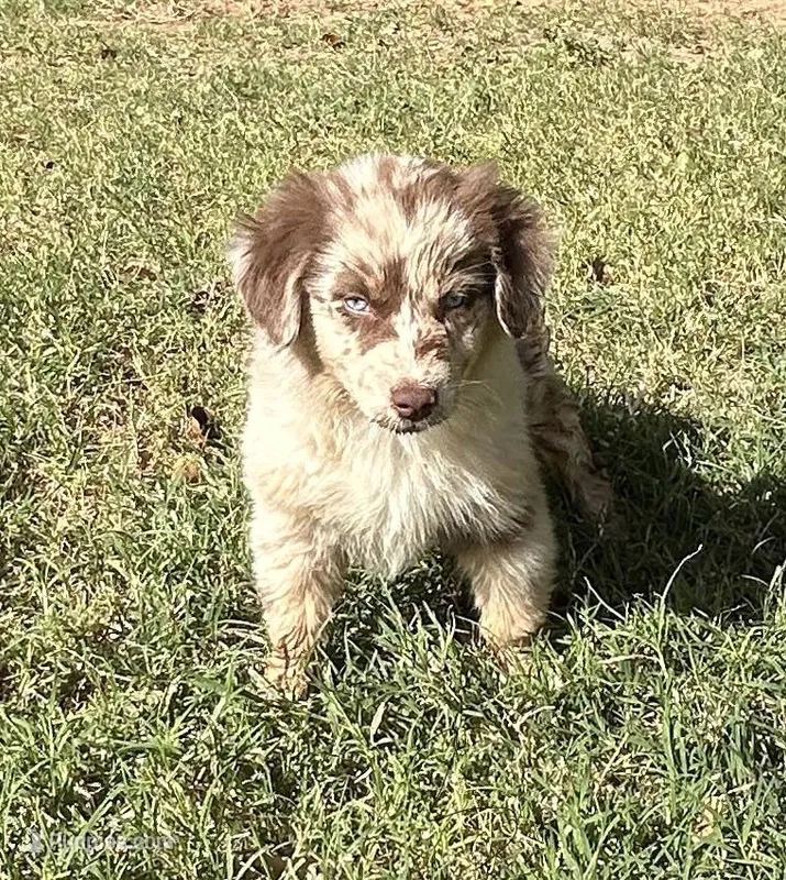 Sierra – Australian Shepherd puppy for sale in Queen Creek, AZ