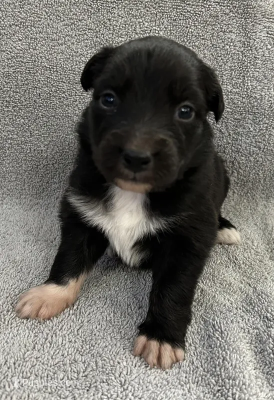 Juliet – Australian Shepherd puppy for sale in Queen Creek, AZ