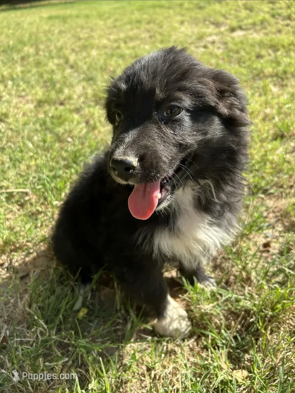 Juliet – Australian Shepherd puppy for sale in Queen Creek, AZ