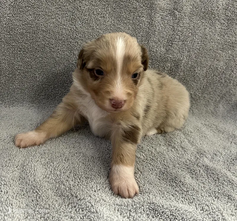 Tango – Australian Shepherd puppy for sale in Queen Creek, AZ