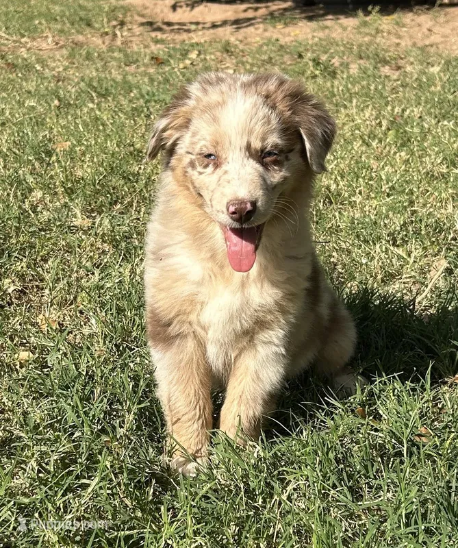 Foxtrot – Australian Shepherd puppy for sale in Queen Creek, AZ