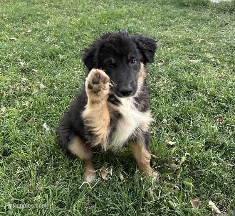 Echo – Australian Shepherd puppy for sale in Queen Creek, AZ