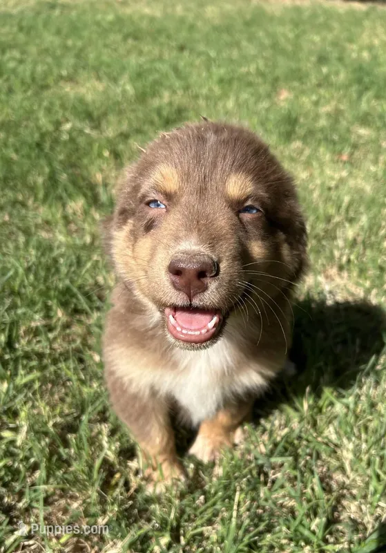 Romeo – Australian Shepherd puppy for sale in Queen Creek, AZ