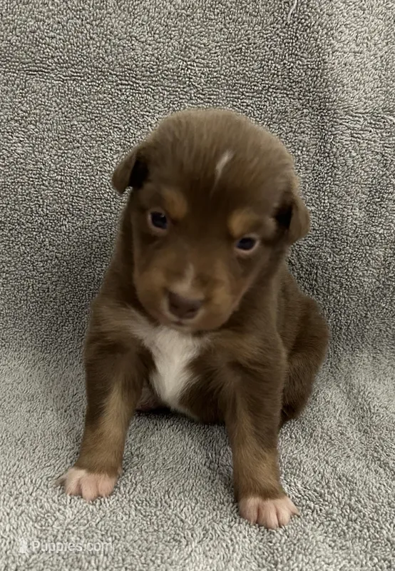 Romeo – Australian Shepherd puppy for sale in Queen Creek, AZ