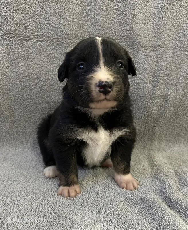 Yankee – Australian Shepherd puppy for sale in Queen Creek, AZ