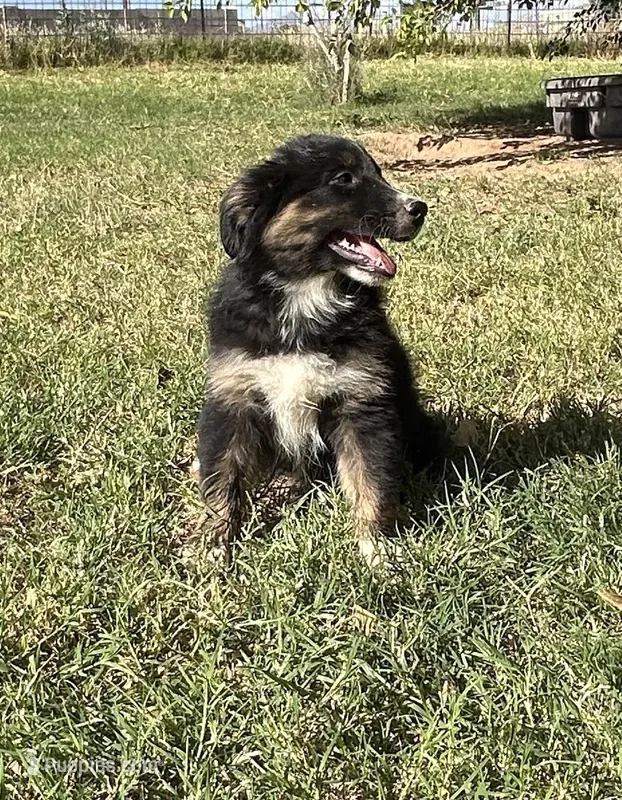 Yankee – Australian Shepherd puppy for sale in Queen Creek, AZ