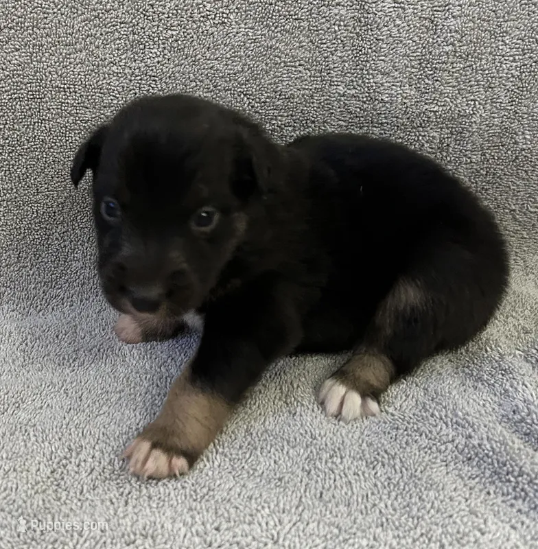 Echo – Australian Shepherd puppy for sale in Queen Creek, AZ