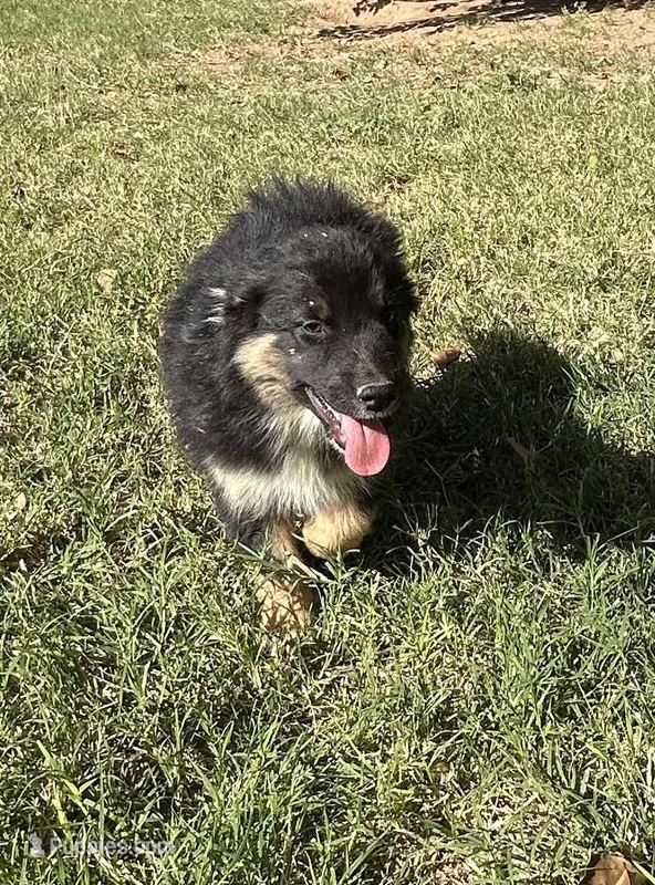 Echo – Australian Shepherd puppy for sale in Queen Creek, AZ