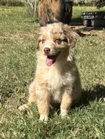 Tango, a male Australian Shepherd for sale in Queen Creek, AZ – 1 of 2
