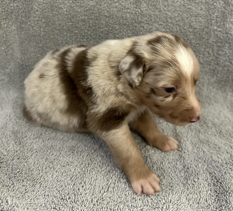 Foxtrot – Australian Shepherd puppy for sale in Queen Creek, AZ
