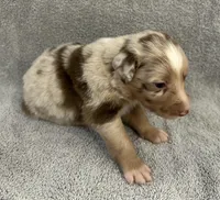 Tango, a male Australian Shepherd for sale in Queen Creek, AZ – 2 of 2