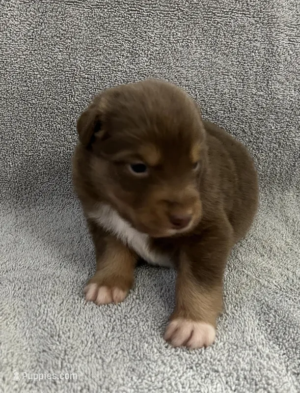 Zulu – Australian Shepherd puppy for sale in Queen Creek, AZ