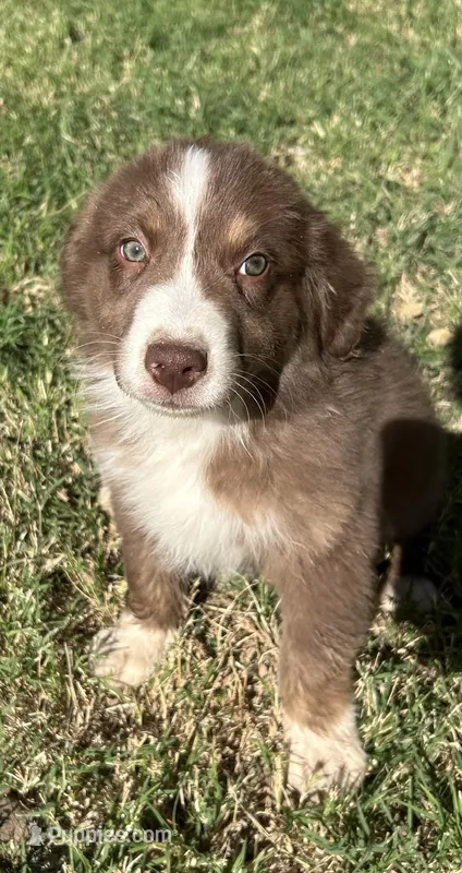 Whiskey – Australian Shepherd puppy for sale in Queen Creek, AZ