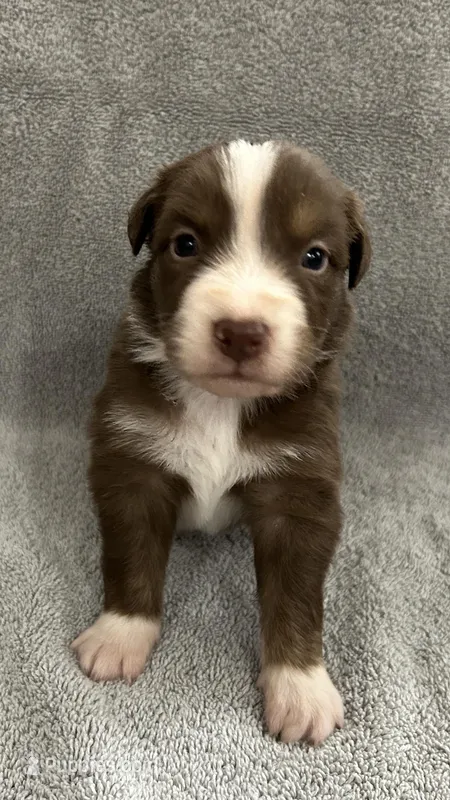 Whiskey – Australian Shepherd puppy for sale in Queen Creek, AZ