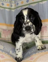 Finn, a male English Cocker Spaniel for sale in San Bernardino, CA – 3 of 4