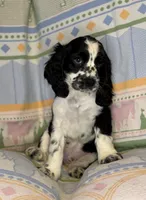 Theo, a male English Cocker Spaniel for sale in San Bernardino, CA – 2 of 3