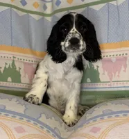 Beau, a male English Cocker Spaniel for sale in San Bernardino, CA – 2 of 4
