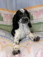 Luna, a female English Cocker Spaniel for sale in San Bernardino, CA – 3 of 3