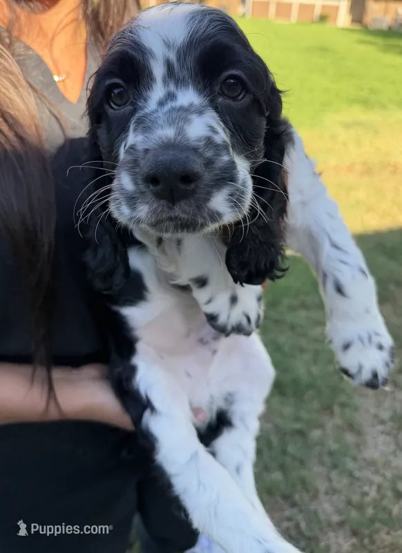 Finn – English Cocker Spaniel puppy for sale in San Bernardino, CA