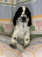Oliver, a male English Cocker Spaniel for sale in San Bernardino, CA – 2 of 3