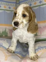 Teddy, a male English Cocker Spaniel for sale in San Bernardino, CA – 3 of 4