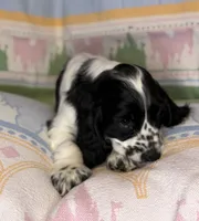 Beau, a male English Cocker Spaniel for sale in San Bernardino, CA – 3 of 4