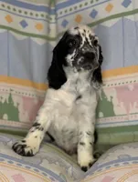 Bandit, a male English Cocker Spaniel for sale in San Bernardino, CA – 4 of 4