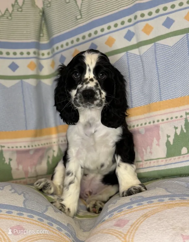 Theo – English Cocker Spaniel puppy for sale in San Bernardino, CA