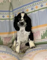 Theo, a male English Cocker Spaniel for sale in San Bernardino, CA – 1 of 3