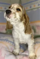 Teddy, a male English Cocker Spaniel for sale in San Bernardino, CA – 4 of 4