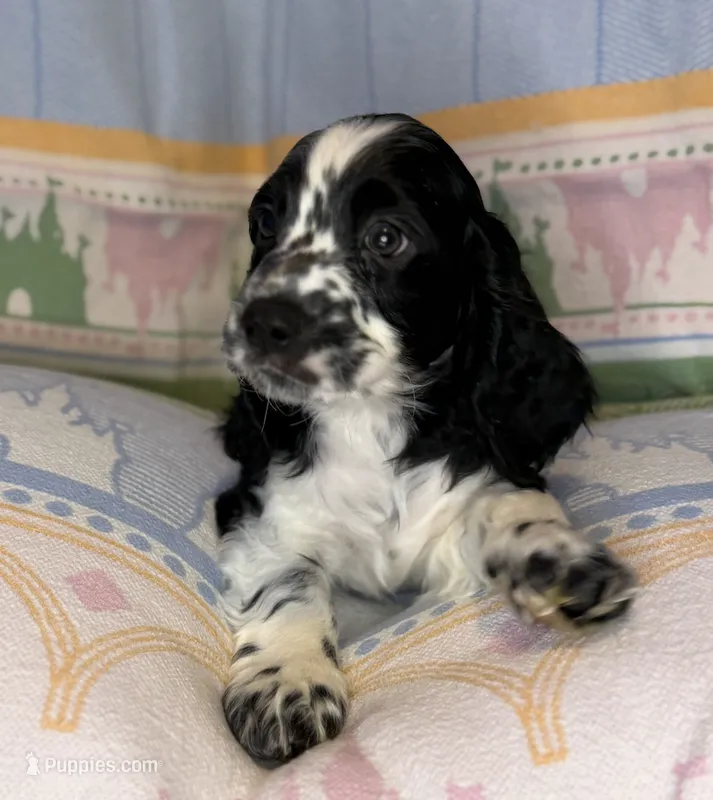 Finn – English Cocker Spaniel puppy for sale in San Bernardino, CA