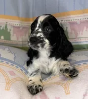 Finn, a male English Cocker Spaniel for sale in San Bernardino, CA – 1 of 4