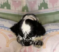 Willow, a female English Cocker Spaniel for sale in San Bernardino, CA – 2 of 3