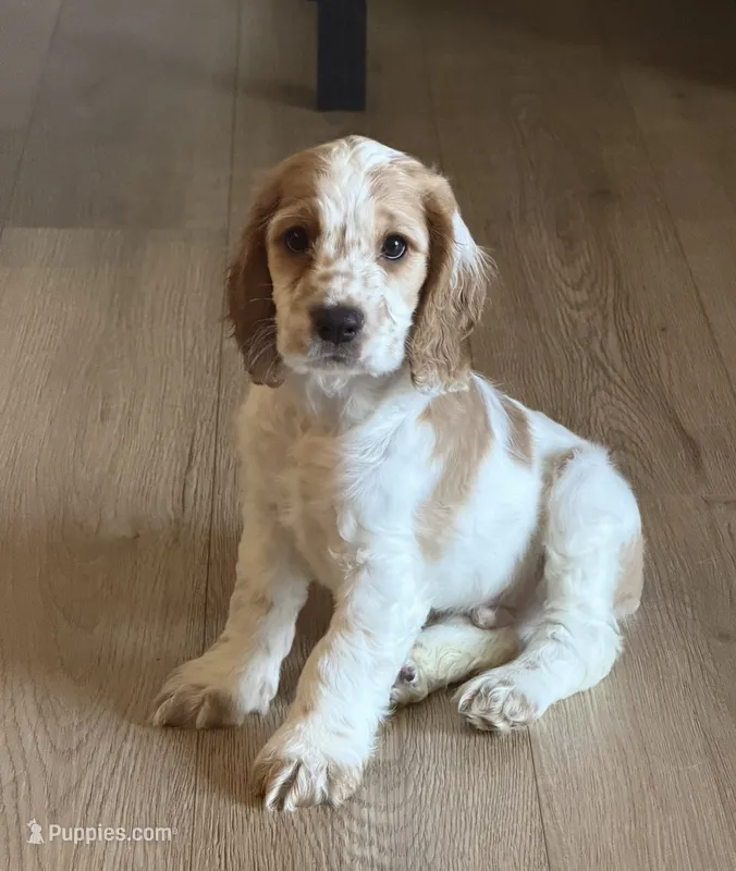 Teddy – English Cocker Spaniel puppy for sale in San Bernardino, CA