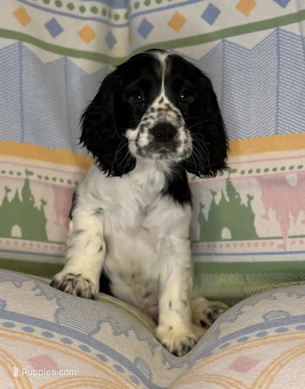Beau – English Cocker Spaniel puppy for sale in San Bernardino, CA