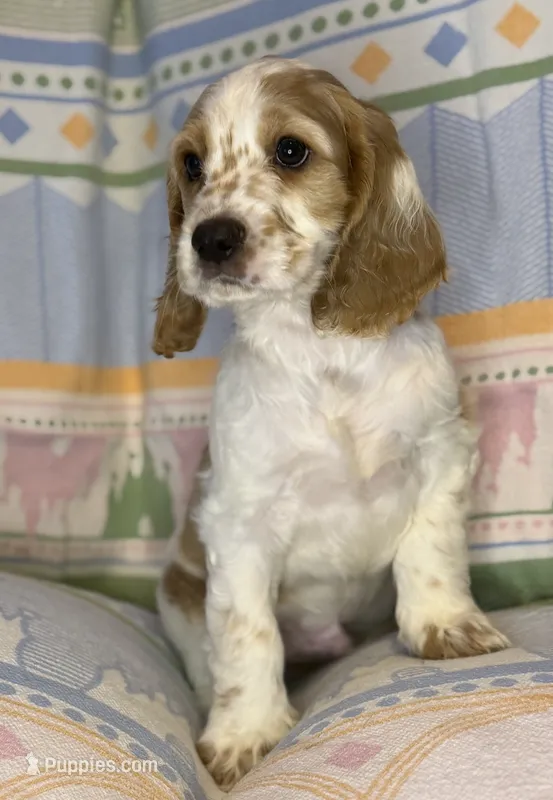 Teddy – English Cocker Spaniel puppy for sale in San Bernardino, CA