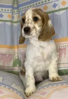 Teddy, a male English Cocker Spaniel for sale in San Bernardino, CA – 1 of 4