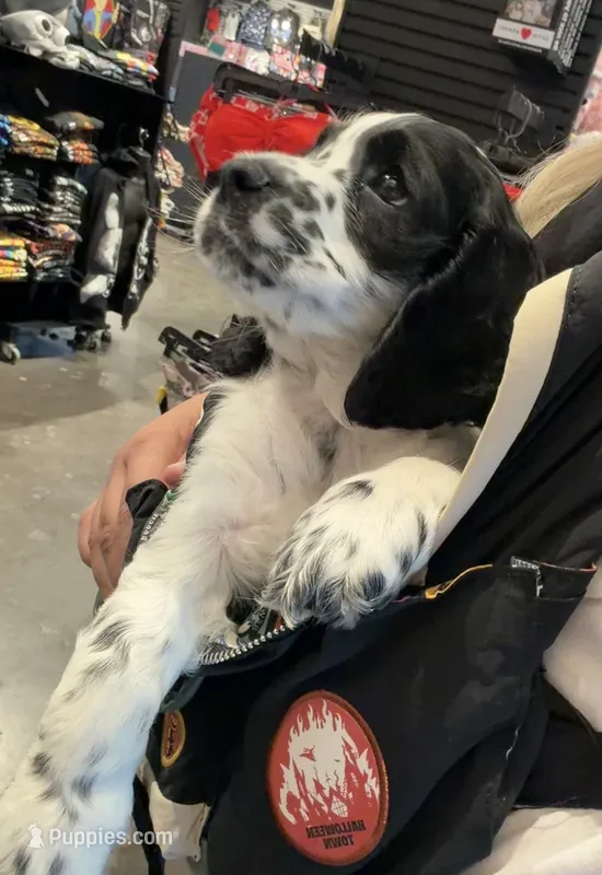 Oliver – English Cocker Spaniel puppy for sale in San Bernardino, CA