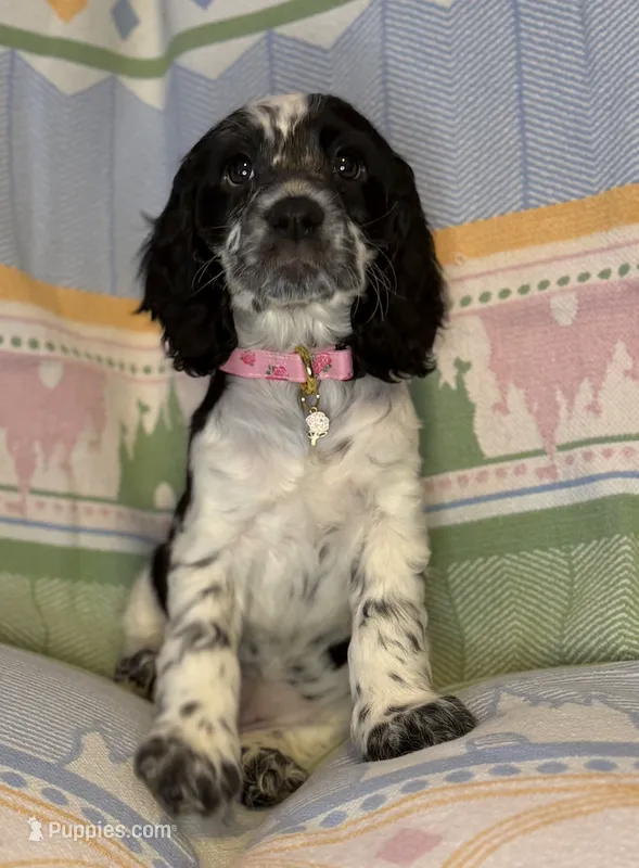 Luna – English Cocker Spaniel puppy for sale in San Bernardino, CA