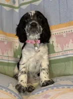 Luna, a female English Cocker Spaniel for sale in San Bernardino, CA – 1 of 3