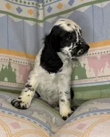 Bandit, a male English Cocker Spaniel for sale in San Bernardino, CA – 3 of 4