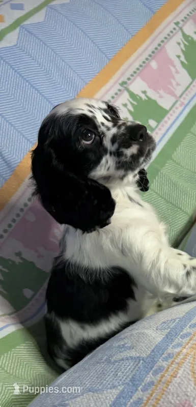 Willow – English Cocker Spaniel puppy for sale in San Bernardino, CA