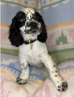 Willow, a female English Cocker Spaniel for sale in San Bernardino, CA – 3 of 3
