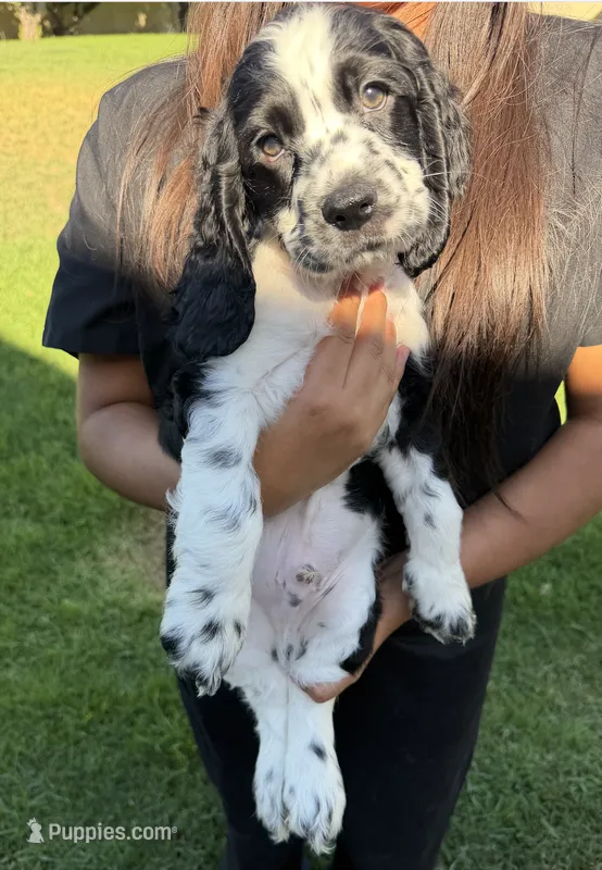 Theo – English Cocker Spaniel puppy for sale in San Bernardino, CA