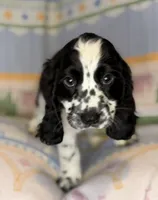 Theo, a male English Cocker Spaniel for sale in San Bernardino, CA – 3 of 3