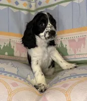 Beau, a male English Cocker Spaniel for sale in San Bernardino, CA – 4 of 4