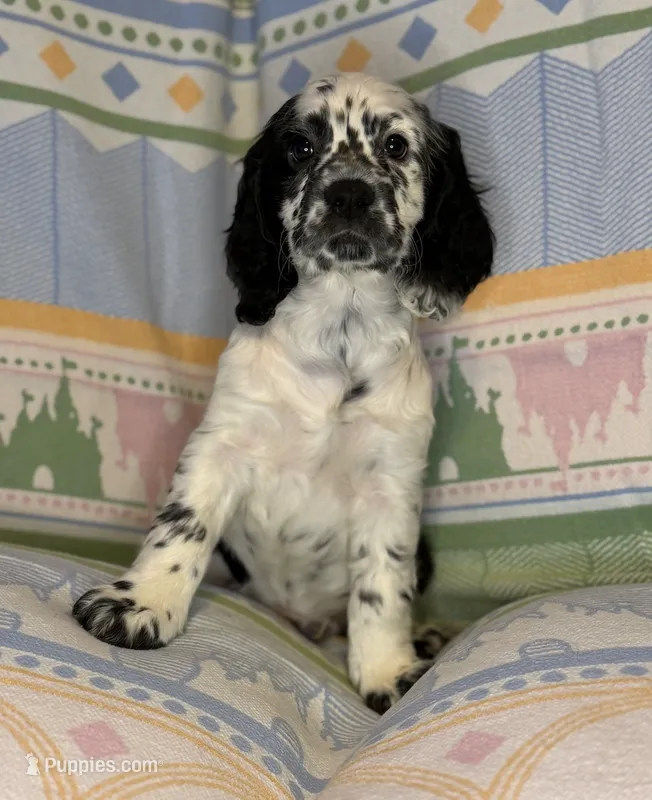 Bandit – English Cocker Spaniel puppy for sale in San Bernardino, CA